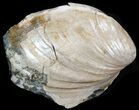 Hoploscaphites Brevis Ammonite With Clam - #43935-1